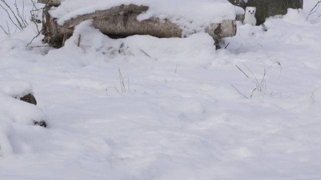 Stoat in the snow