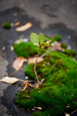New life. A new sprout on the moss, on the old roof. Apocalypse