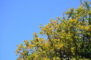 clear blue sky and autumn leaves