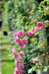 pink roses in an English garden