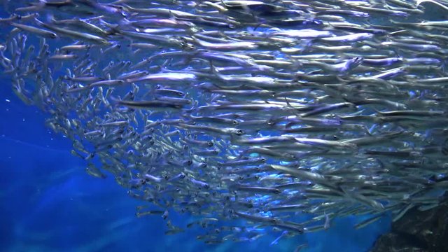 イワシの大群 / School of Sardines