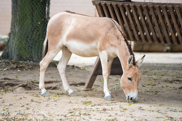 donkey in zoo, facing down, looking for food