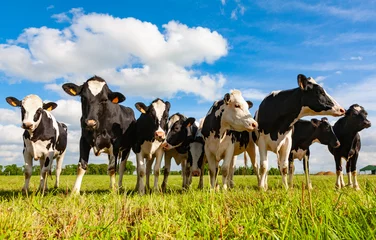 Fotobehang Holstein koeien in de wei © Willy Mobilo