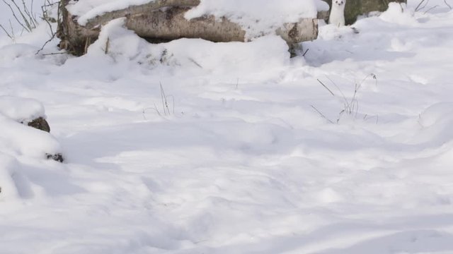 Stoat in the snow