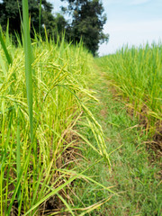 Fototapeta premium Green rice plants