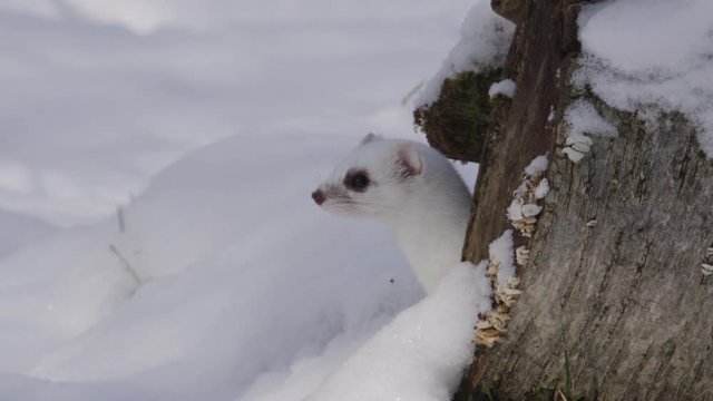 Stoat in the snow