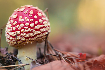 Poisonous amanita  mushroom in the forest