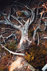 Beautiful pine tree texture and pattern line on the ground in the forest. Oder Dam, Odertalsperre, National park Harz in Germany, Harz Mountains.