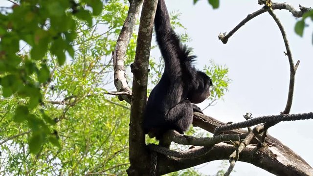 Siamang - Symphalangus syndactylus