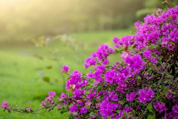 Flower pink Bougainvillea beautiful in garden with copy space for text