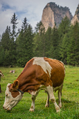 Fototapeta na wymiar Kuh vor Dolomiten
