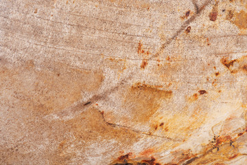 Natural polished Petrified wood slab from Madagascar like art background