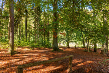Sunny illuminated idyllic colorful forest landscape in autumn time