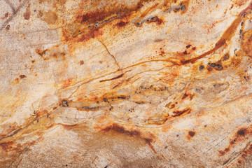 Natural polished Petrified wood slab from Madagascar like art background