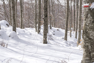 dolomites in trentino italian place in winter season snow everywhere