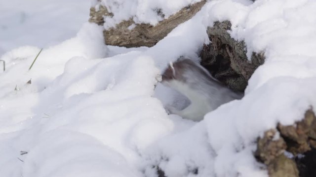 Stoat in the snow
