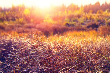 Autumn bright landscape. Dry grass later in the fall in the Siberian tundra.