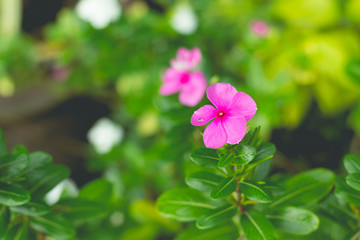 Little purple flowers in the green garden