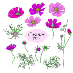 Bundle of Hand Drawn Cosmos Flowers Isolated on White Background for Custom Pattern Designs and Illustrations for All Media, Web, Textile, Wallpaper. Vector Designs of  Cute Cosmos Flowers.