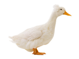 white duck isolated