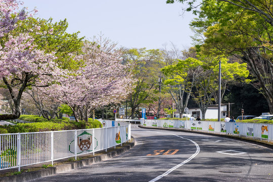 日本平動物園入り口付近の道路