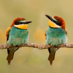Couple of bee-eaters