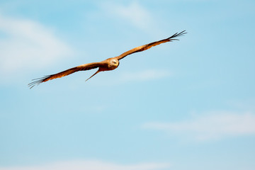 Awesome bird of prey in flight