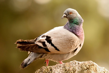 Beautiful wild pigeon