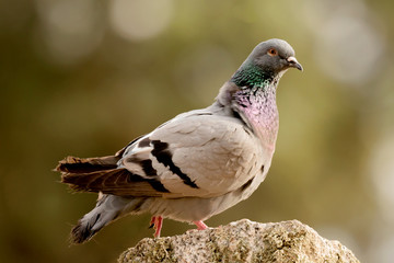 Beautiful wild pigeon