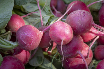 radishes