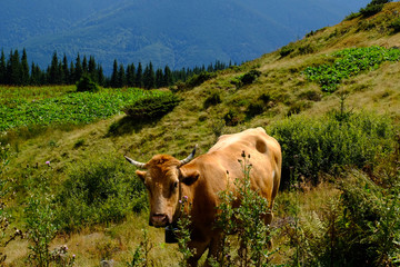 Cows grazing on hills meadow, in the background the beautiful mountains landscape. Herd of cows grazing in hills.