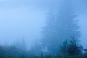 Fototapeta na wymiar Misty landscape with fir mountain forest. Panorama view of mount