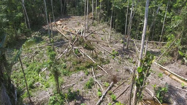 Flying through a clearing cut from tropical rainforest to plant subsistence crops. In the Ecuadorian Amazon