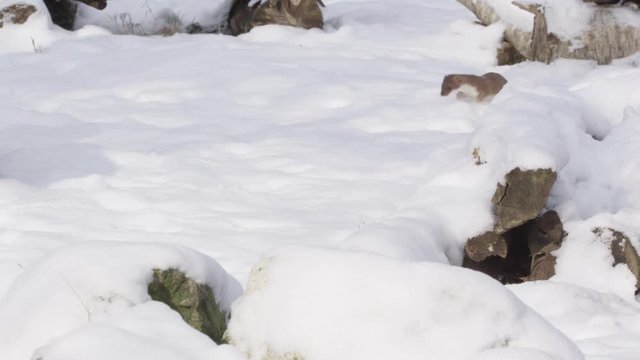 Stoat in the snow