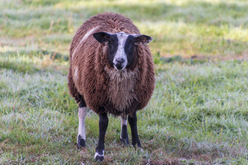 Fototapeta premium Close up of a sheep in a meadow in the morninglight. Landscape format.