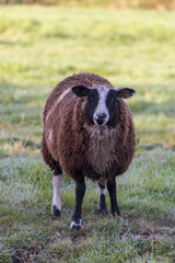 Close up of a sheep in a meadow in the morninglight. Portrait format.