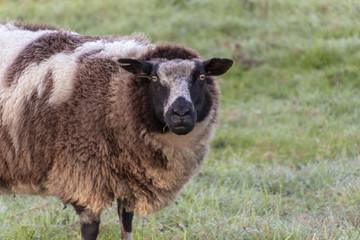 Fototapeta premium Close up of sheep with fur-colored winter fur with blade of grass in its mouth.