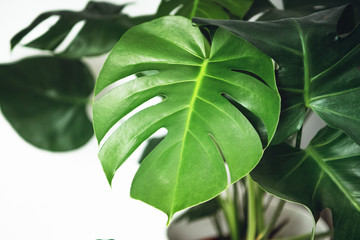 Fresh green monstera leaves on a white bright background with high contrast. Beautiful plant for living rooms as green relaxing decoration in your home. Brunswick, Lower Saxony in Germany