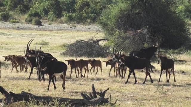 a herd of sable antelopes is passing through the grassland savanna, namibia