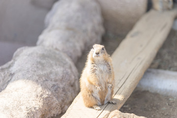 立つプレーリードッグ