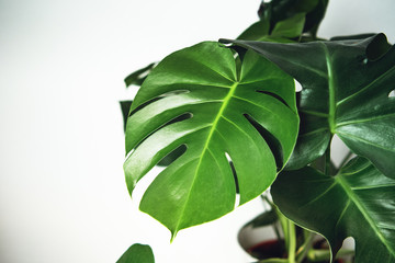Fresh green monstera leaves on a white bright background with high contrast. Beautiful plant for living rooms as green relaxing decoration in your home. Brunswick, Lower Saxony in Germany