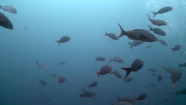 School of Pacific Creole Fish feeding on Planktons,  Galapagos Deep Sea