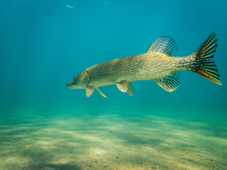 Big Northern pike in super clear water