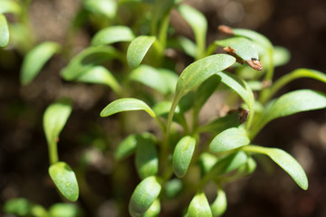 macro photography sprouts arugula. The little stems come from the seeds.