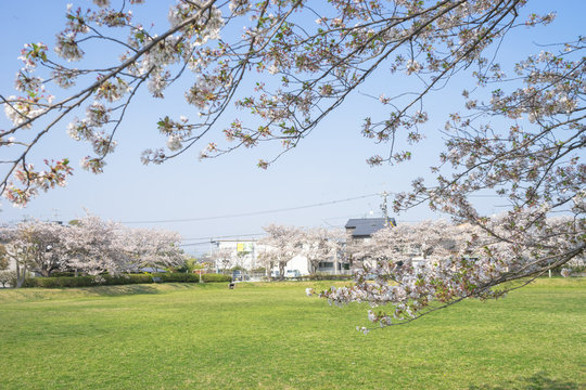 西峯田緑地の桜