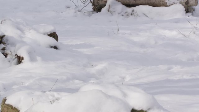 Stoat in the snow