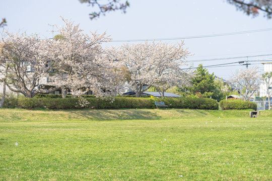 西峯田緑地の桜