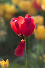 Fototapeta premium Red tulip with falling leaf at sunny day