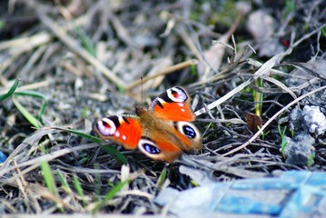 SONY DSC