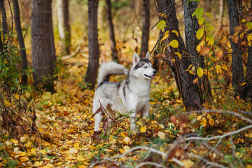 Naklejka na ściany i meble Siberian husky dog with blue eyes stands in autumn forest
